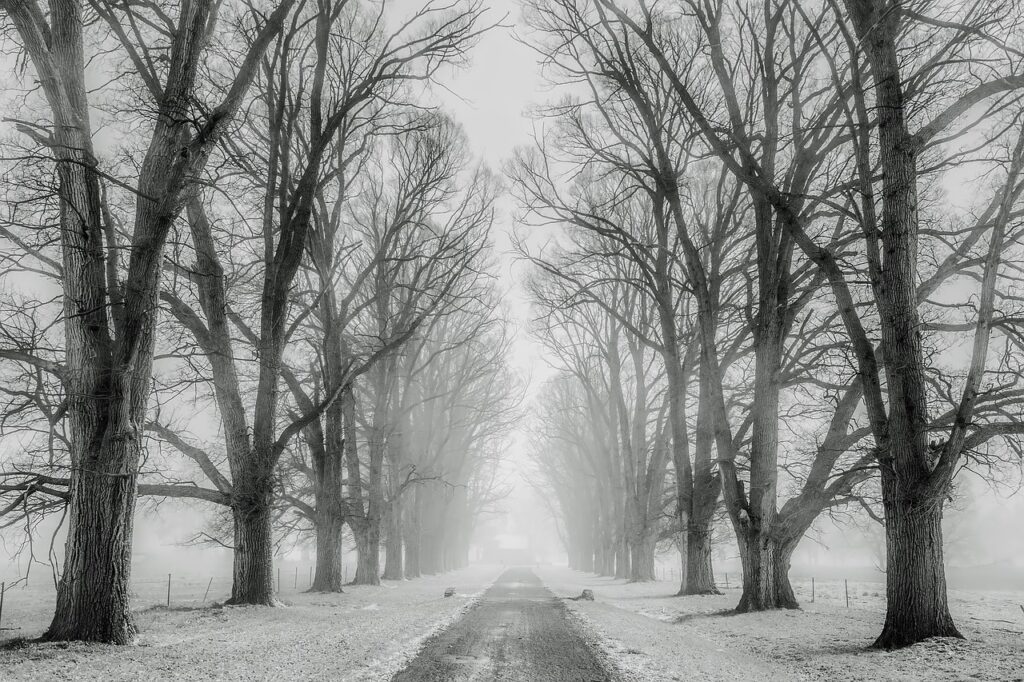 imge shows a black and white picture of an emoty road through trees on a winters day 