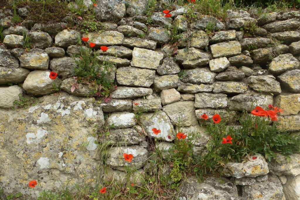 image shows an old dry stone wall with red poppies