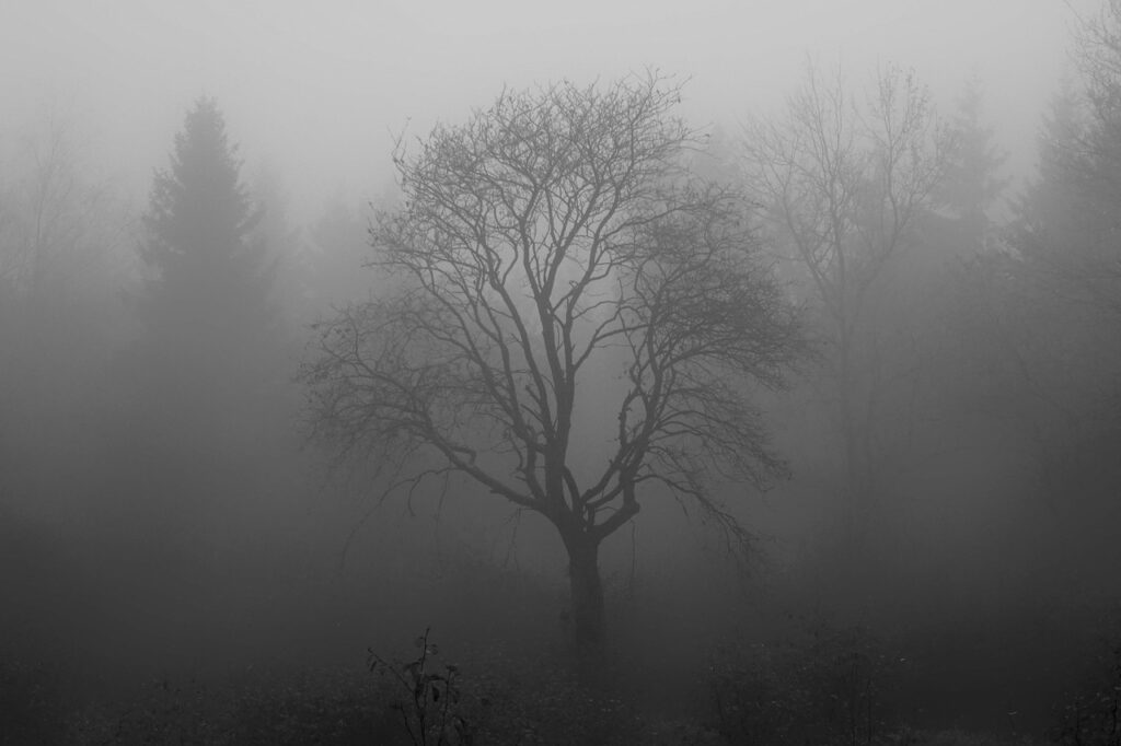 image showing the black outline of a leafless tree emerging from grey fog 